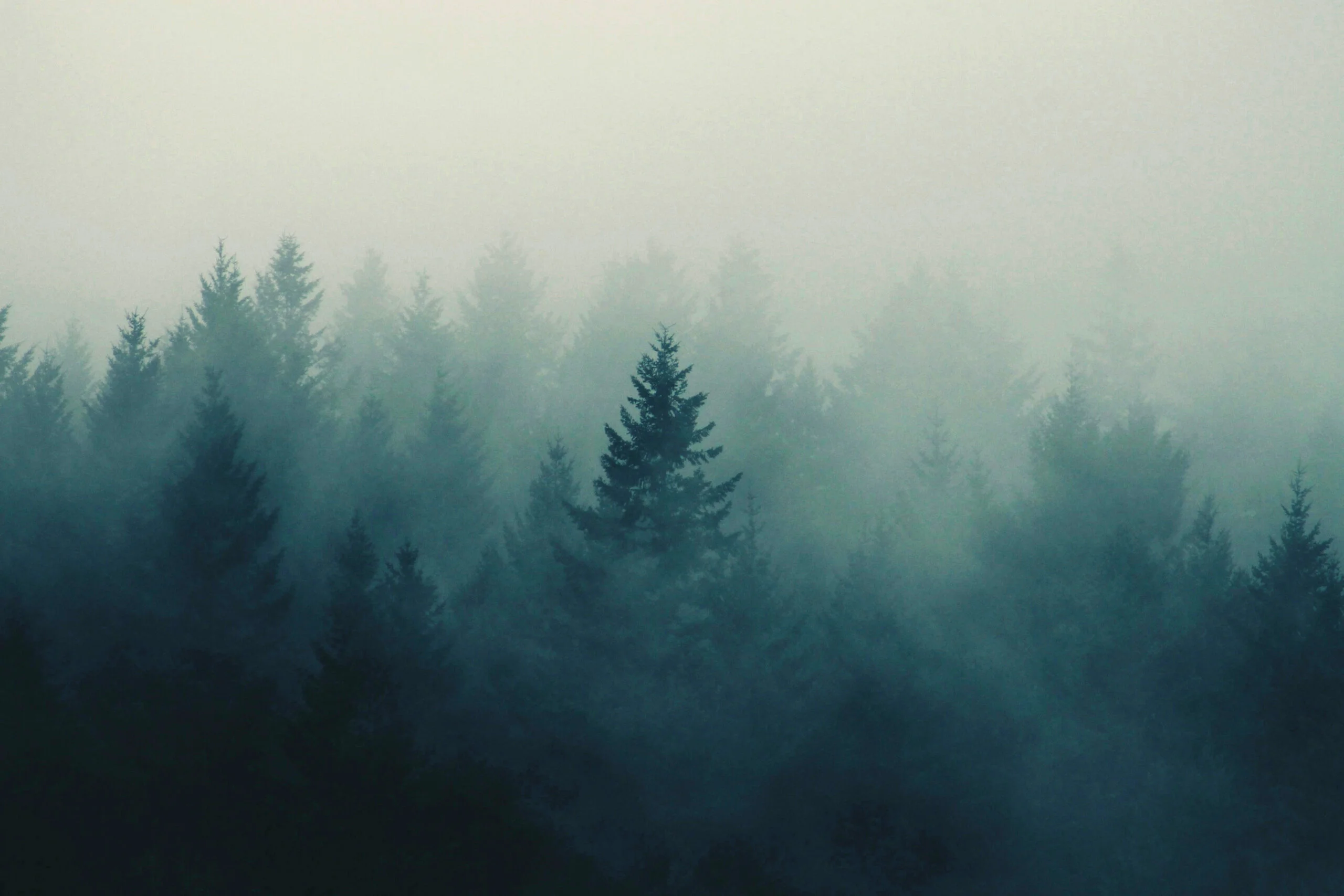 HD photo of grey, nature, forest, and fog in Cannon Beach, United States by Eric Muhr